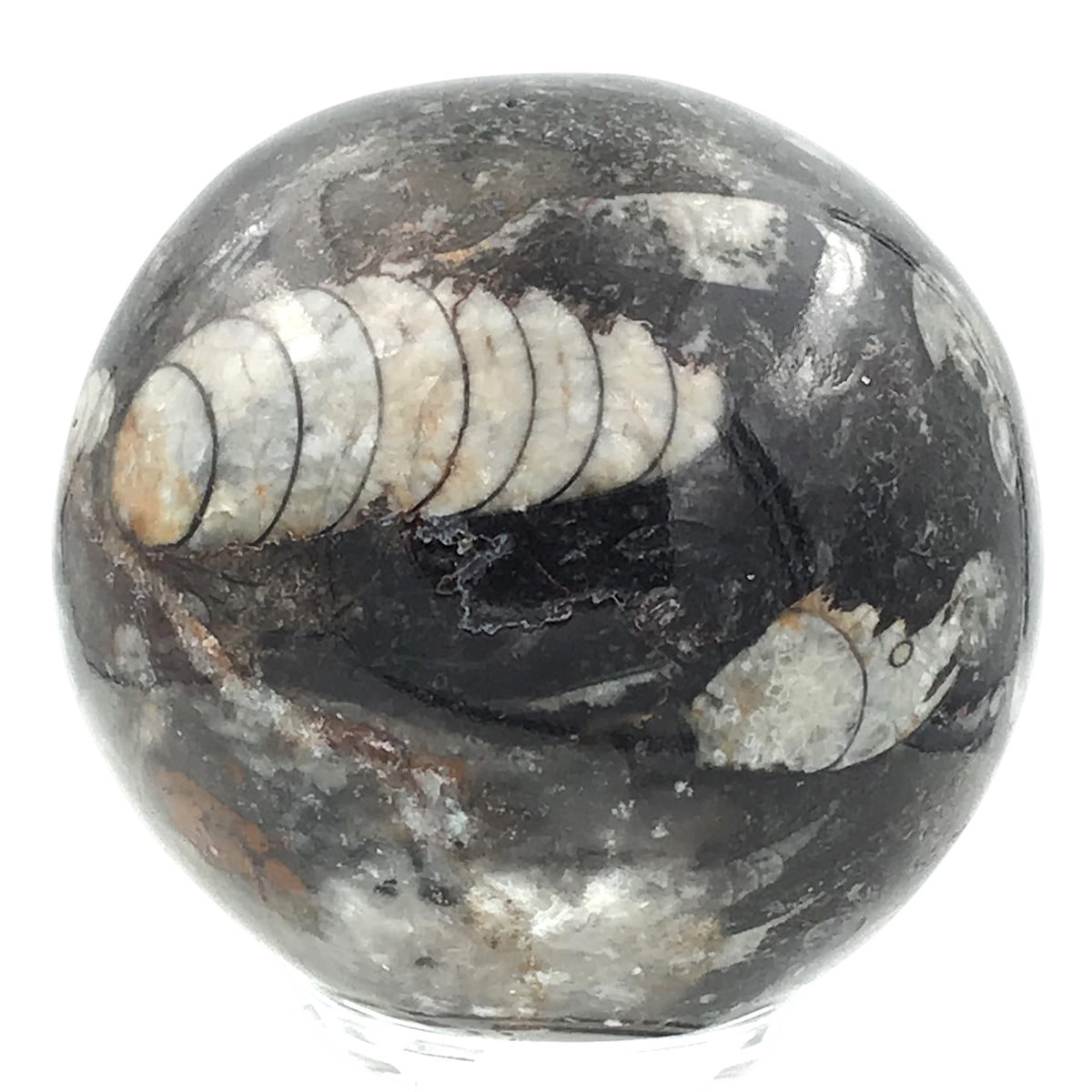 Orthoceras Fossilienkugel AAA aus Marokko – echte Fossilien in Naturstein – ca. 6 cm – mit Acrylständer