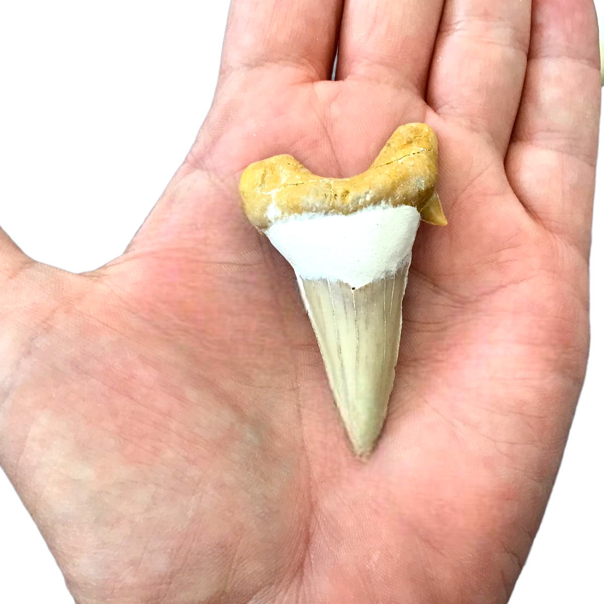 XL Haifischzahn I exclusiver versteinerter XL Urzeit I Fossilien I Länge ca. 45-55 mm I ca. 10-15 gr. I Marokko