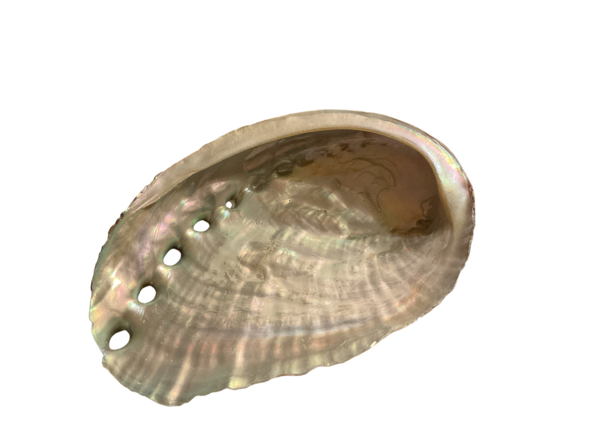 Abalone Paua Muschel I 100x70x15 mm I Räucherschale I Perlmutt Meeresmuschel I naturbelassen I Mexiko