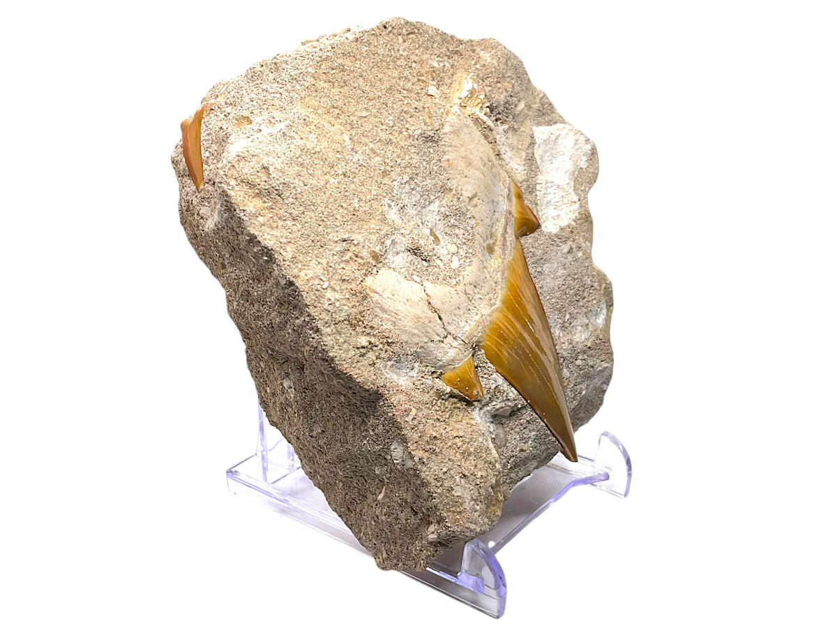 Versteinerter Haifischzahn Otodus obliquus in natürlicher Matrix – Marokko – mit Acrylständer – 404 g – 8 × 9 × 4 cm – Unikat Nr. 1703