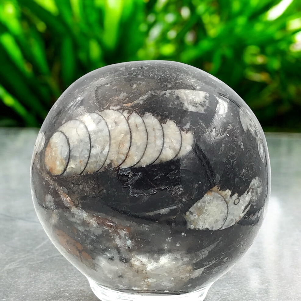 Orthoceras Fossilienkugel AAA aus Marokko – echte Fossilien in Naturstein – ca. 6 cm – mit Acrylständer