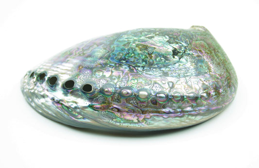 Abalone Paua Muschel I 120x80x40 mm I Schmuckschale I Perlmutt Meeresmuschel I herrlicher Ganz I Mexiko
