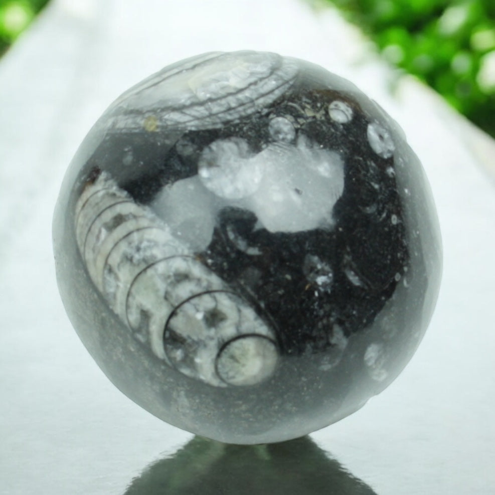 Orthoceras Fossilienkugel AAA aus Marokko – echte Fossilien in Naturstein – ca. 6 cm – mit Acrylständer