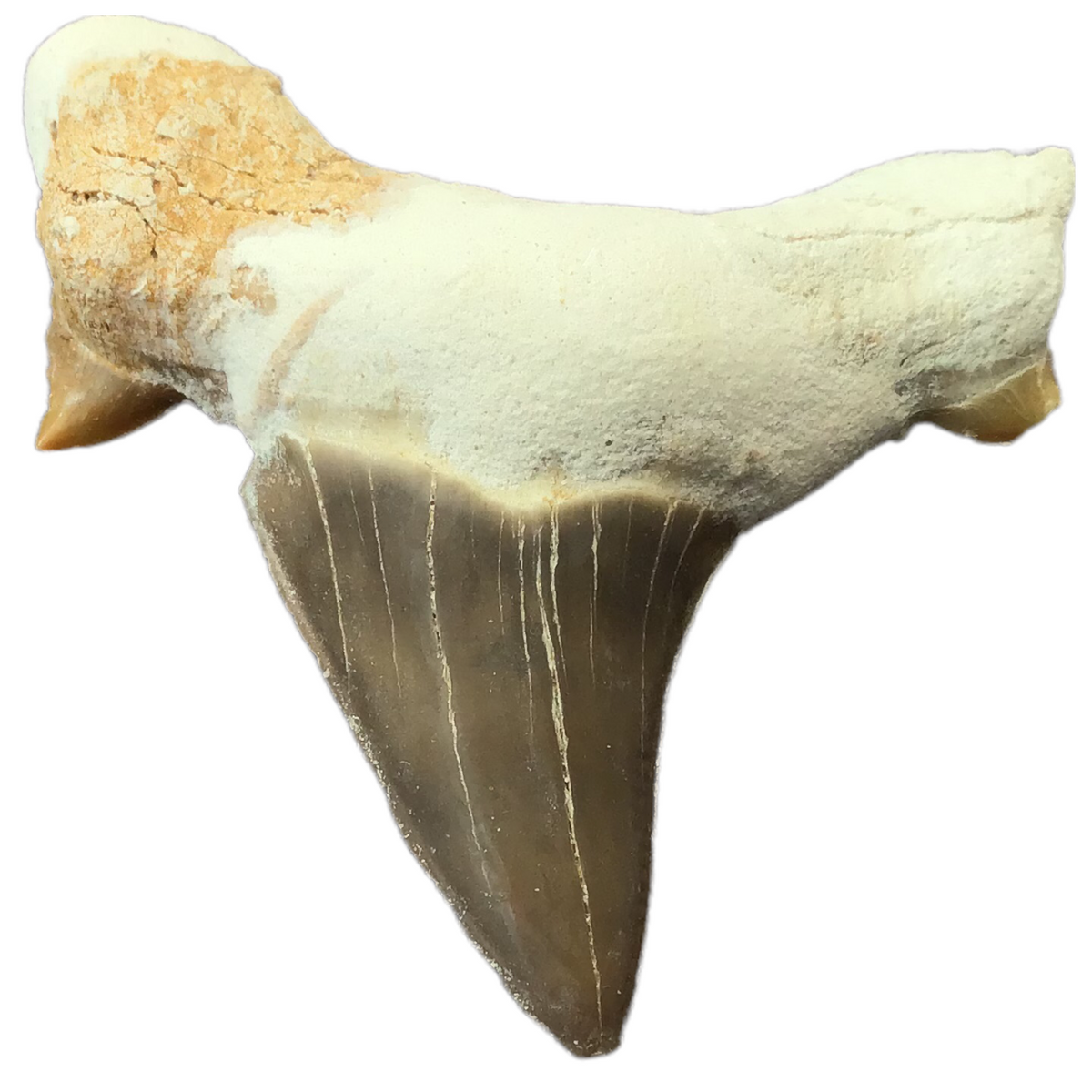 XL Haifischzahn I exclusiver versteinerter XL Urzeit I Fossilien I Länge ca. 45-55 mm I ca. 10-15 gr. I Marokko