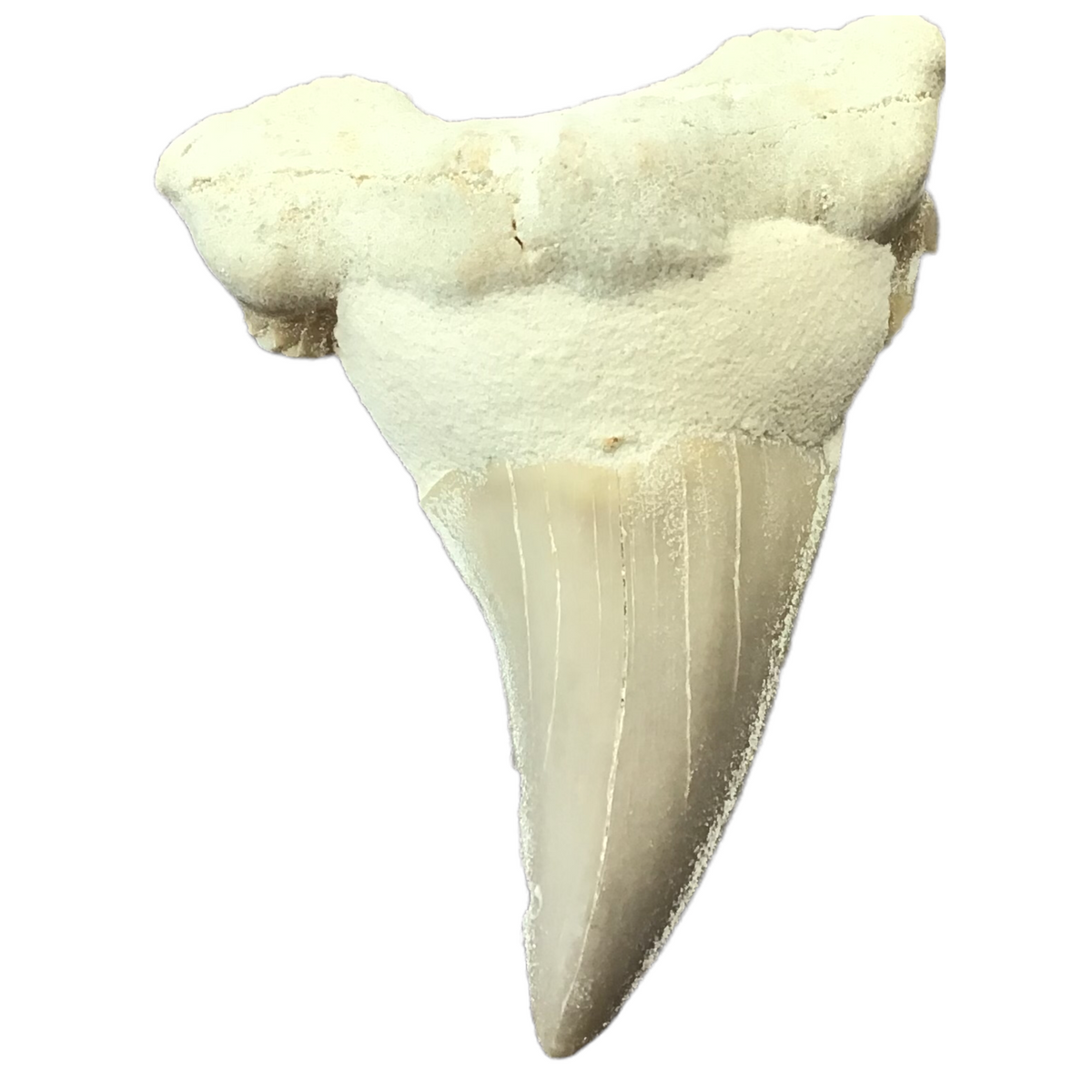 XL Haifischzahn I exclusiver versteinerter XL Urzeit I Fossilien I Länge ca. 45-55 mm I ca. 10-15 gr. I Marokko