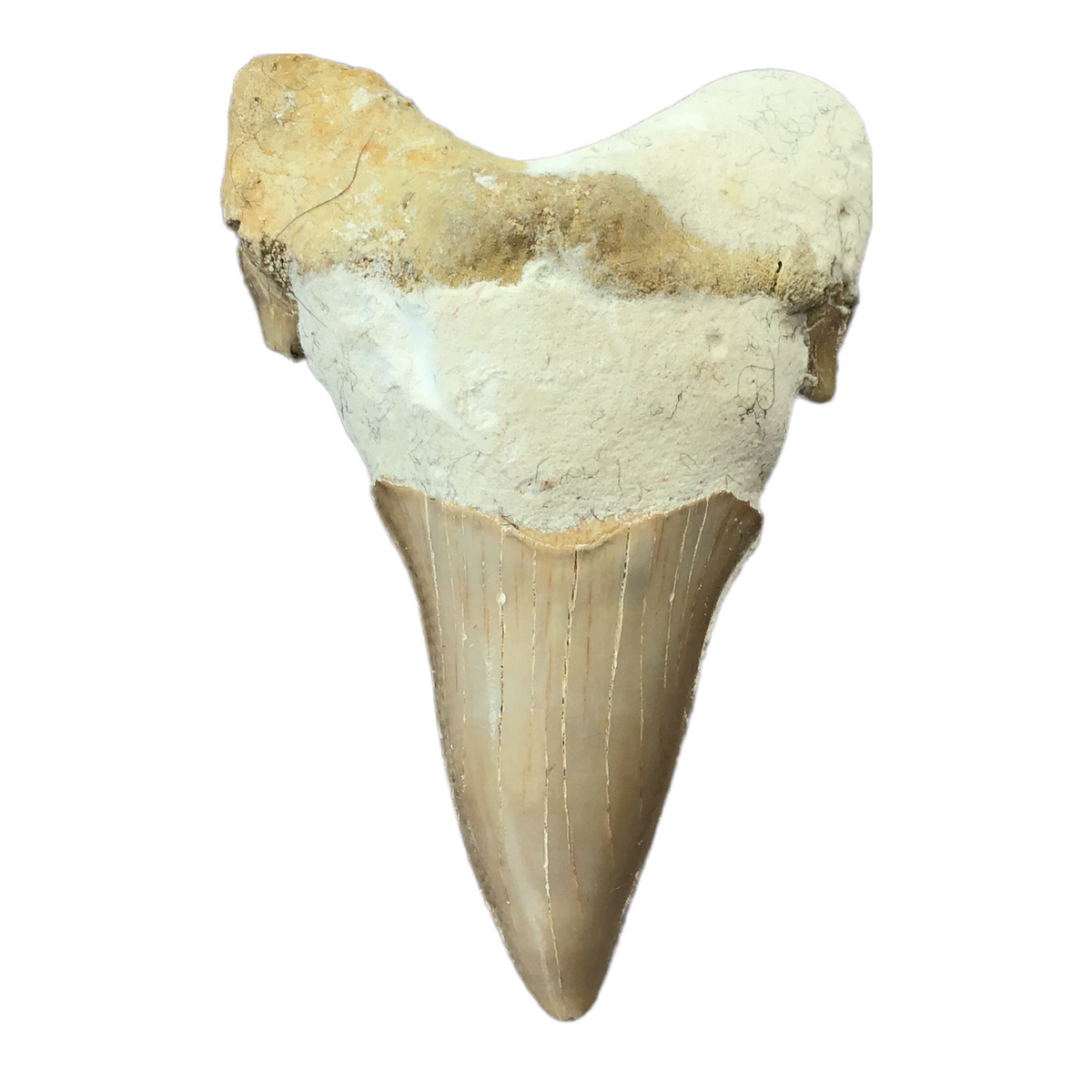 XL Haifischzahn I exclusiver versteinerter XL Urzeit I Fossilien I Länge ca. 45-55 mm I ca. 10-15 gr. I Marokko