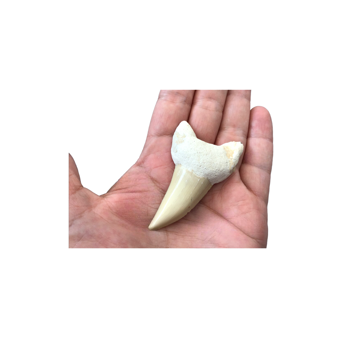 XL Haifischzahn I exclusiver versteinerter XL Urzeit I Fossilien I Länge ca. 45-55 mm I ca. 10-15 gr. I Marokko