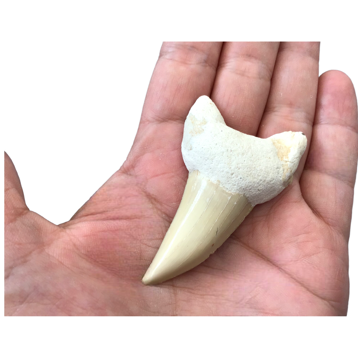 XL Haifischzahn I exclusiver versteinerter XL Urzeit I Fossilien I Länge ca. 45-55 mm I ca. 10-15 gr. I Marokko