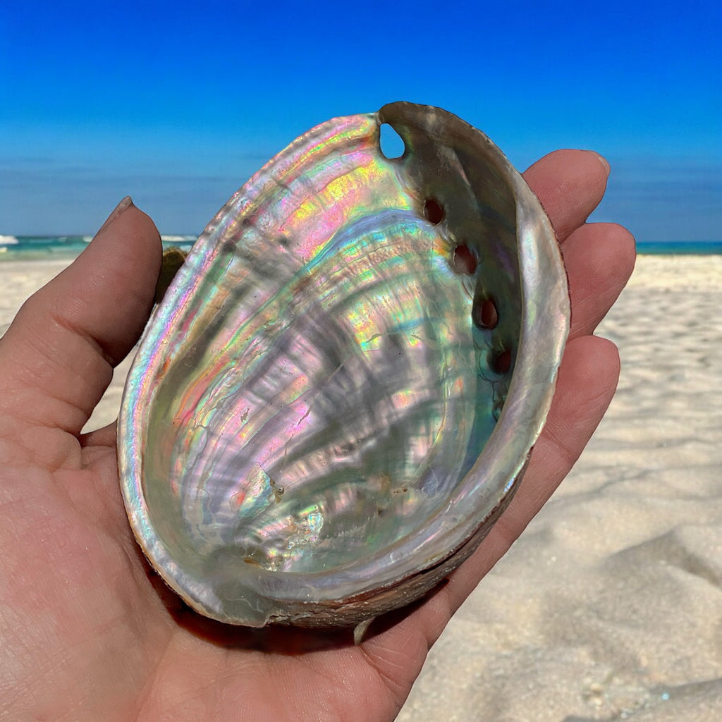 Abalone Paua Muschel I 100x70x15 mm I Räucherschale I Perlmutt Meeresmuschel I naturbelassen I Mexiko