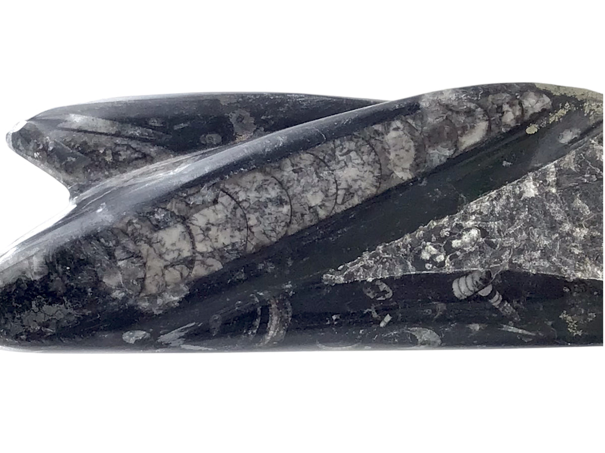 Orthoceras Fossilien Skulptur – ca. 23 cm Naturstein aus Marokko – 1200 g Fossilienmarmor mit echten Urzeit-Fossilien – Deko Statue / Turm