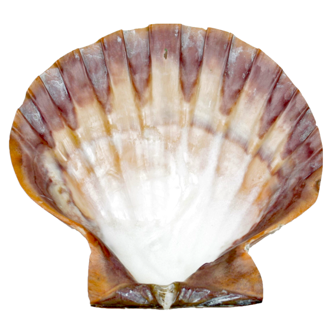 Grosse Löwentatzen-Jakobsmuschel 12 cm poliert Scallop Lion`s Paw