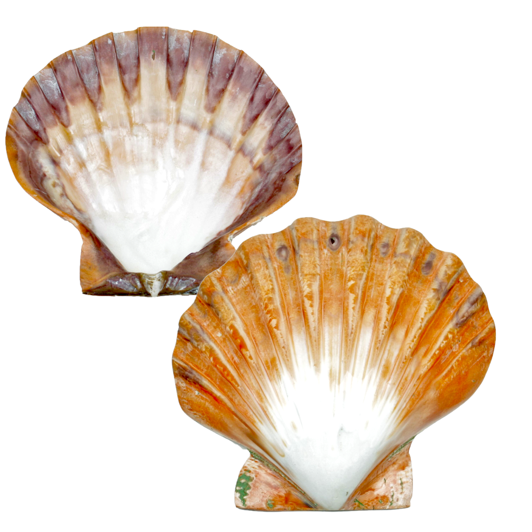 Grosse Löwentatzen-Jakobsmuschel 12 cm poliert Scallop Lion`s Paw