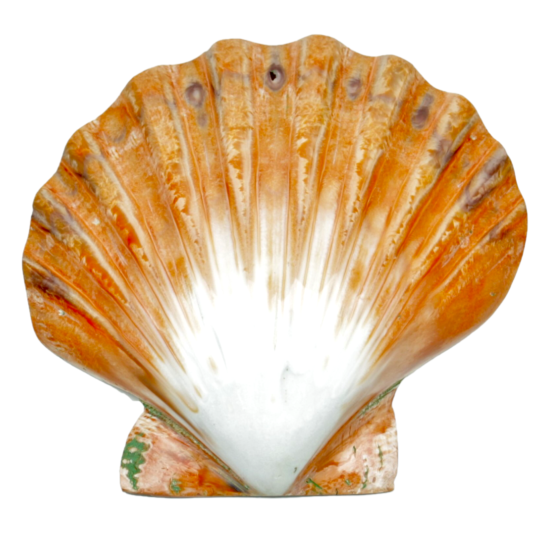 Grosse Löwentatzen-Jakobsmuschel 12 cm poliert Scallop Lion`s Paw