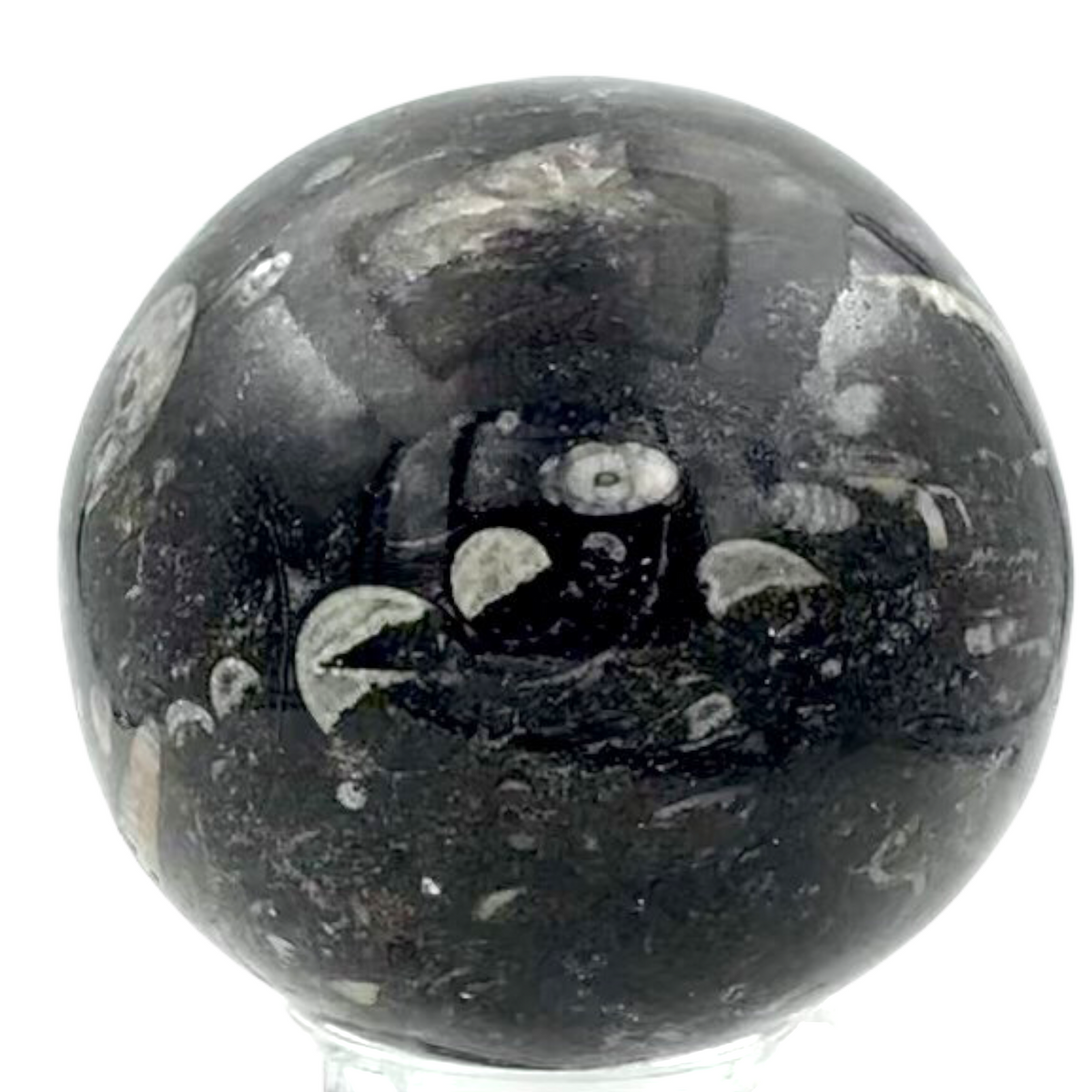 Orthoceras Fossilienkugel AAA aus Marokko – echte Fossilien in Naturstein – ca. 6 cm – mit Acrylständer