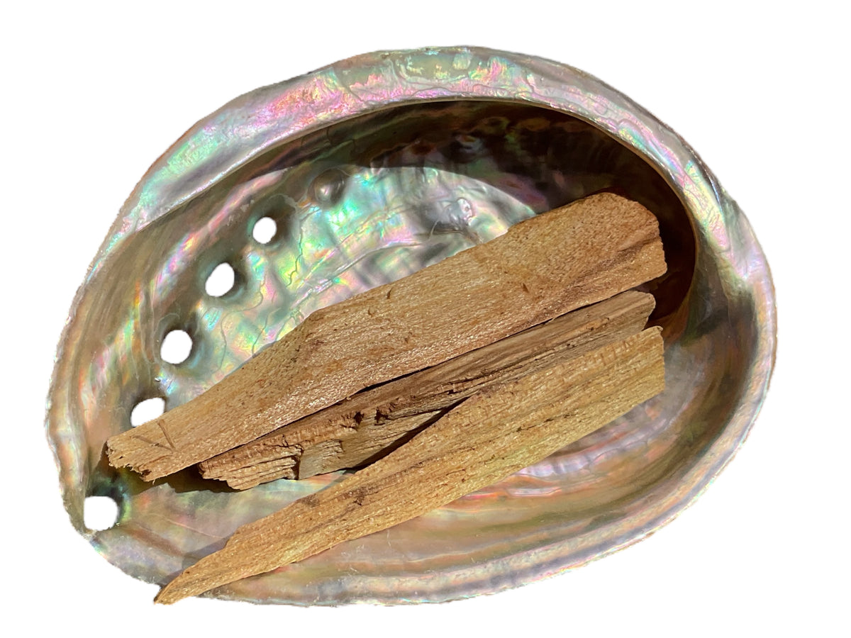 Abalone Paua Muschel I 100x70x15 mm I Räucherset mit 20 gr. Palo Santo Holz I Perlmutt Meeresmuschel I naturbelassen I Mexiko