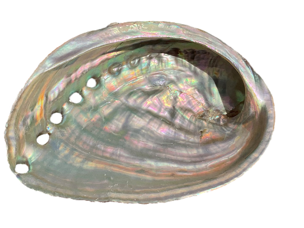 Abalone Paua Muschel I 100x70x15 mm I Räucherschale I Perlmutt Meeresmuschel I naturbelassen I Mexiko