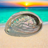 Abalone Paua Muschel I 100x70x15 mm I Räucherschale I Perlmutt Meeresmuschel I naturbelassen I Mexiko