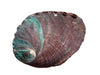 Abalone Paua Muschel I 100x70x15 mm I Räucherschale I Perlmutt Meeresmuschel I naturbelassen I Mexiko