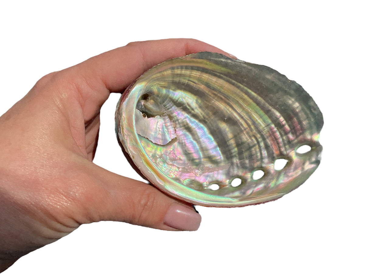 Abalone Paua Muschel I 100x70x15 mm I Räucherschale I Perlmutt Meeresmuschel I naturbelassen I Mexiko