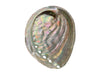 Abalone Paua Muschel I 100x70x15 mm I Räucherschale I Perlmutt Meeresmuschel I naturbelassen I Mexiko