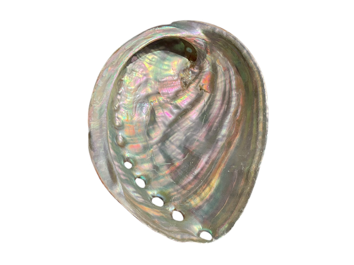 Abalone Paua Muschel I 100x70x15 mm I Räucherschale I Perlmutt Meeresmuschel I naturbelassen I Mexiko