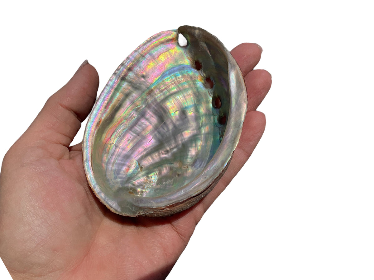 Abalone Paua Muschel I 100x70x15 mm I Räucherschale I Perlmutt Meeresmuschel I naturbelassen I Mexiko