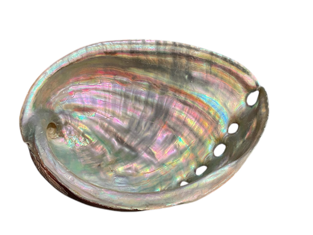 Abalone Paua Muschel I 100x70x15 mm I Räucherschale I Perlmutt Meeresmuschel I naturbelassen I Mexiko