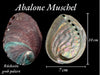 Abalone Paua Muschel I 100x70x15 mm I Räucherschale I Perlmutt Meeresmuschel I naturbelassen I Mexiko