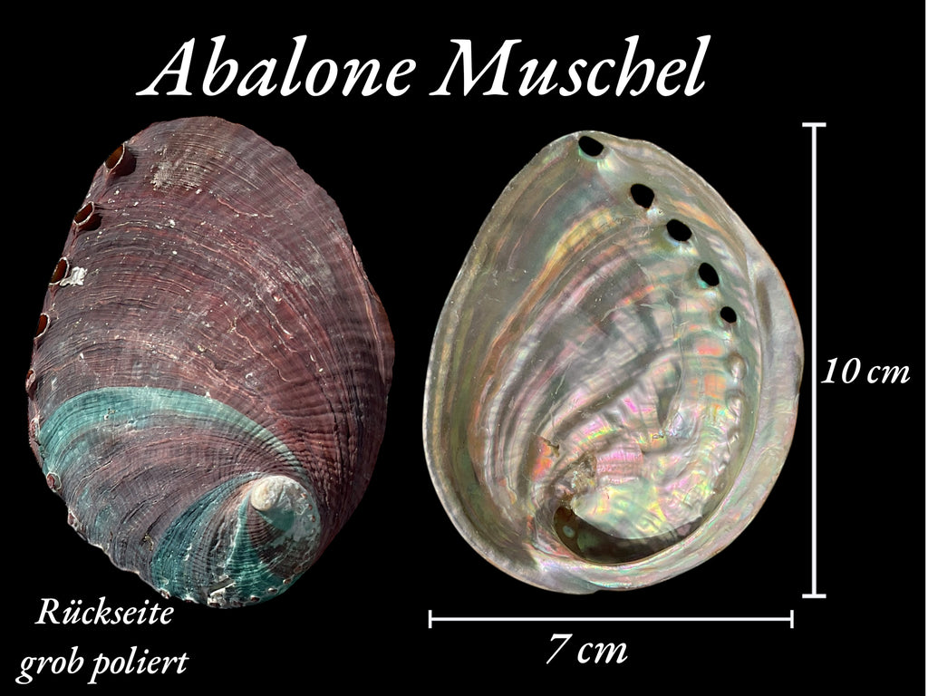 Abalone Paua Muschel I 100x70x15 mm I Räucherschale I Perlmutt Meeresmuschel I naturbelassen I Mexiko