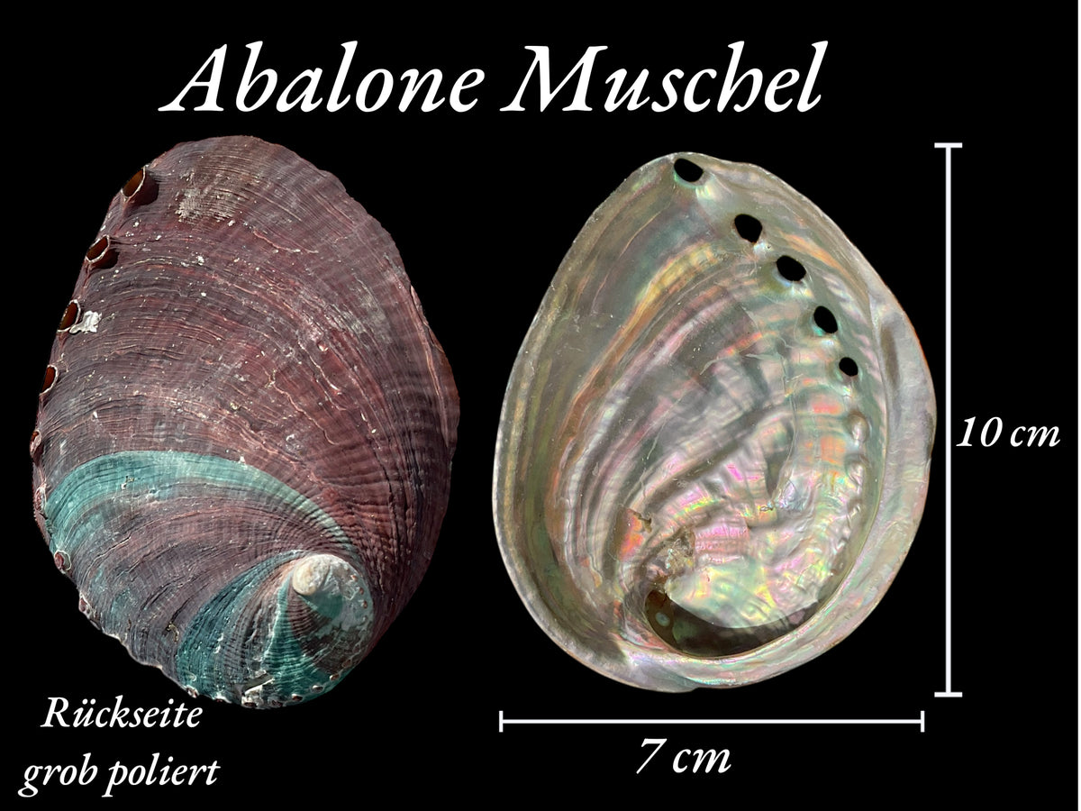 Abalone Paua Muschel I 100x70x15 mm I Räucherschale I Perlmutt Meeresmuschel I naturbelassen I Mexiko