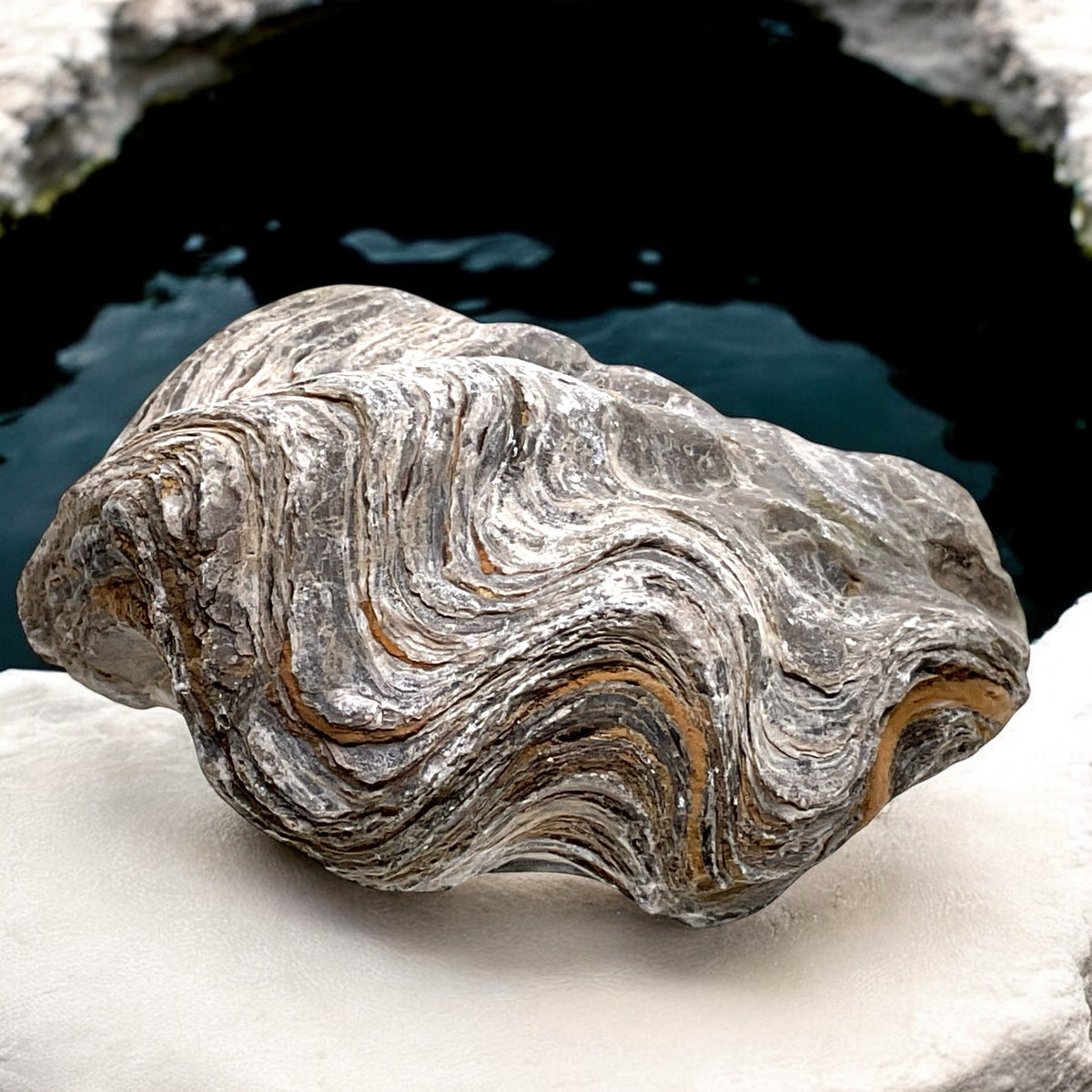 Versteinerte Urzeitauster I doppelklappige Zackenauster I Fossil I Nicaisolopha nicaisei I Oberkreide 90 Millionen Jahre I Peru I 220 Gramm