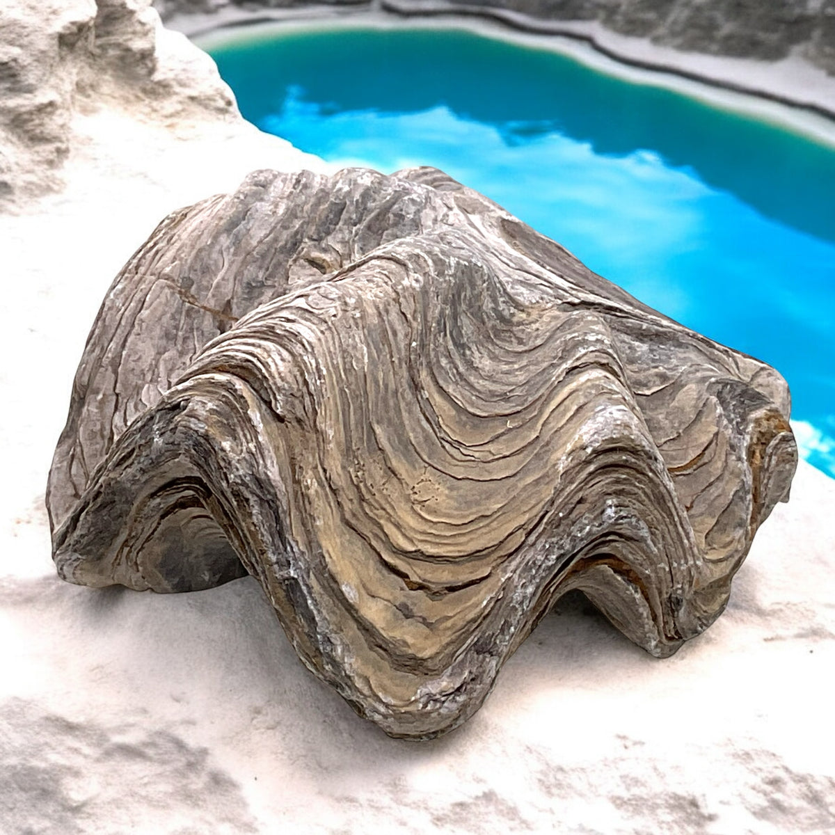 Versteinerte Urzeitauster I doppelklappige Zackenauster I Fossil I Nicaisolopha nicaisei I Oberkreide 90 Millionen Jahre I Peru I 220 Gramm