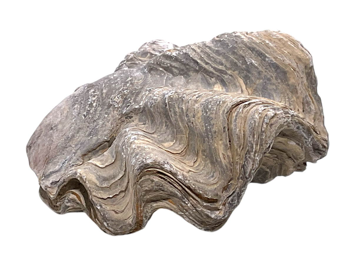 Versteinerte Urzeitauster I doppelklappige Zackenauster I Fossil I Nicaisolopha nicaisei I Oberkreide 90 Millionen Jahre I Peru I 220 Gramm