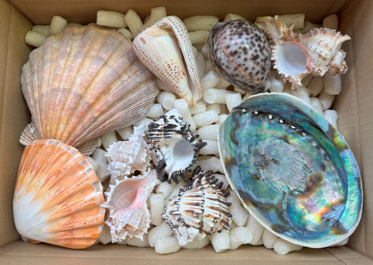 Echte Muscheln aus aller Welt – 10 Stück (ca. 1 kg) – Naturmuschel-Konvolut – Unikat Nr. 1239
