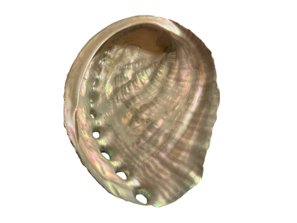 Abalone Paua Muschel I 100x70x15 mm I Räucherschale I Perlmutt Meeresmuschel I naturbelassen I Mexiko