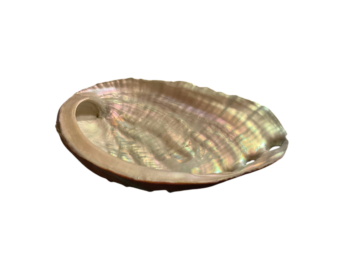 Abalone Paua Muschel I 100x70x15 mm I Räucherschale I Perlmutt Meeresmuschel I naturbelassen I Mexiko