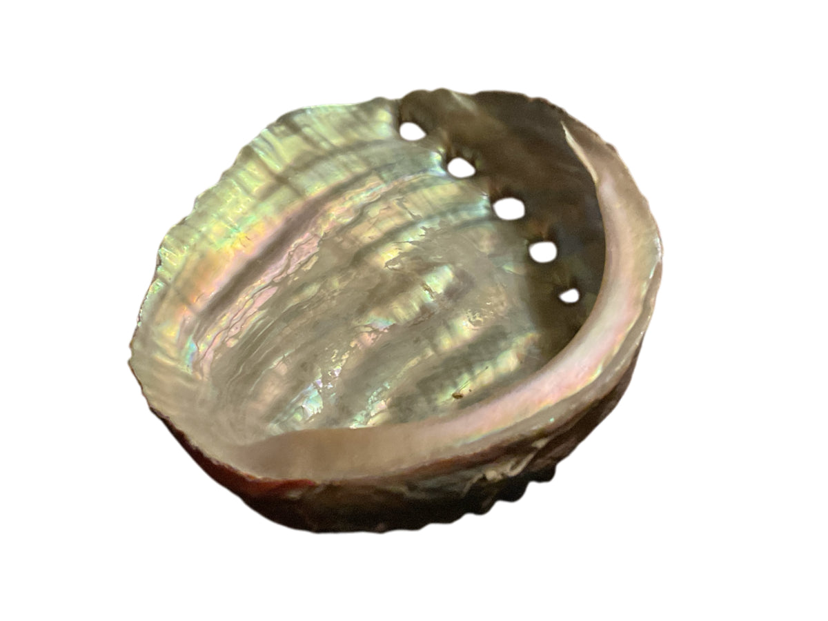 Abalone Paua Muschel I 100x70x15 mm I Räucherschale I Perlmutt Meeresmuschel I naturbelassen I Mexiko