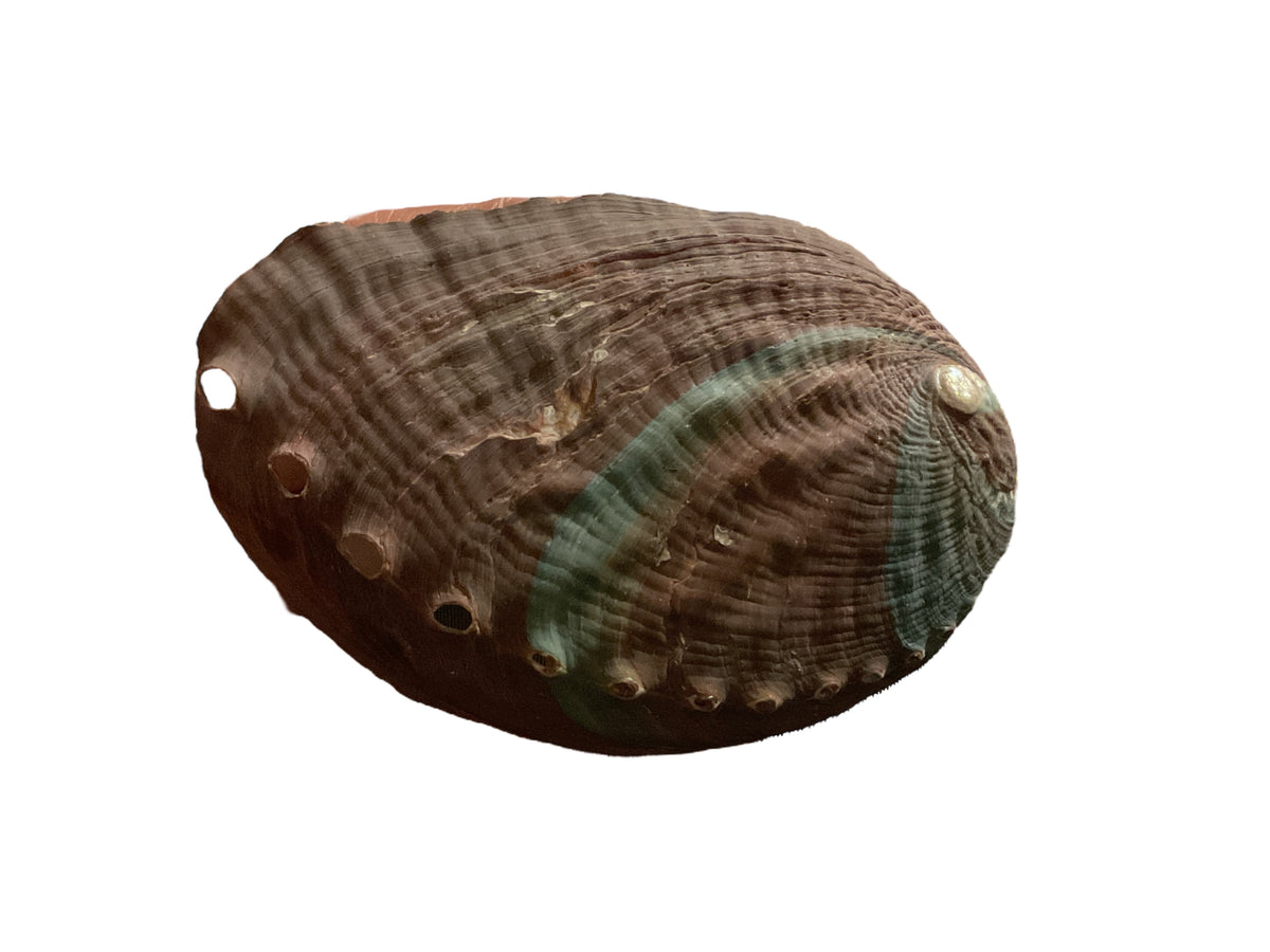 Abalone Paua Muschel I 100x70x15 mm I Räucherschale I Perlmutt Meeresmuschel I naturbelassen I Mexiko
