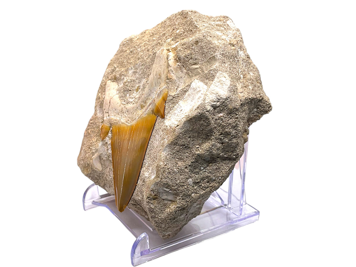 Versteinerter Haifischzahn Otodus obliquus in natürlicher Matrix – Marokko – mit Acrylständer – 404 g – 8 × 9 × 4 cm – Unikat Nr. 1703