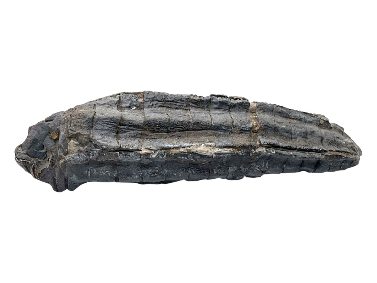 Versteinerte Seelilie Cupressocrinites sp. – Sammlerstück aus Fezzou, Marokko – 99 g – 10 × 4 × 2,5 cm – Unikat Nr. 1708
