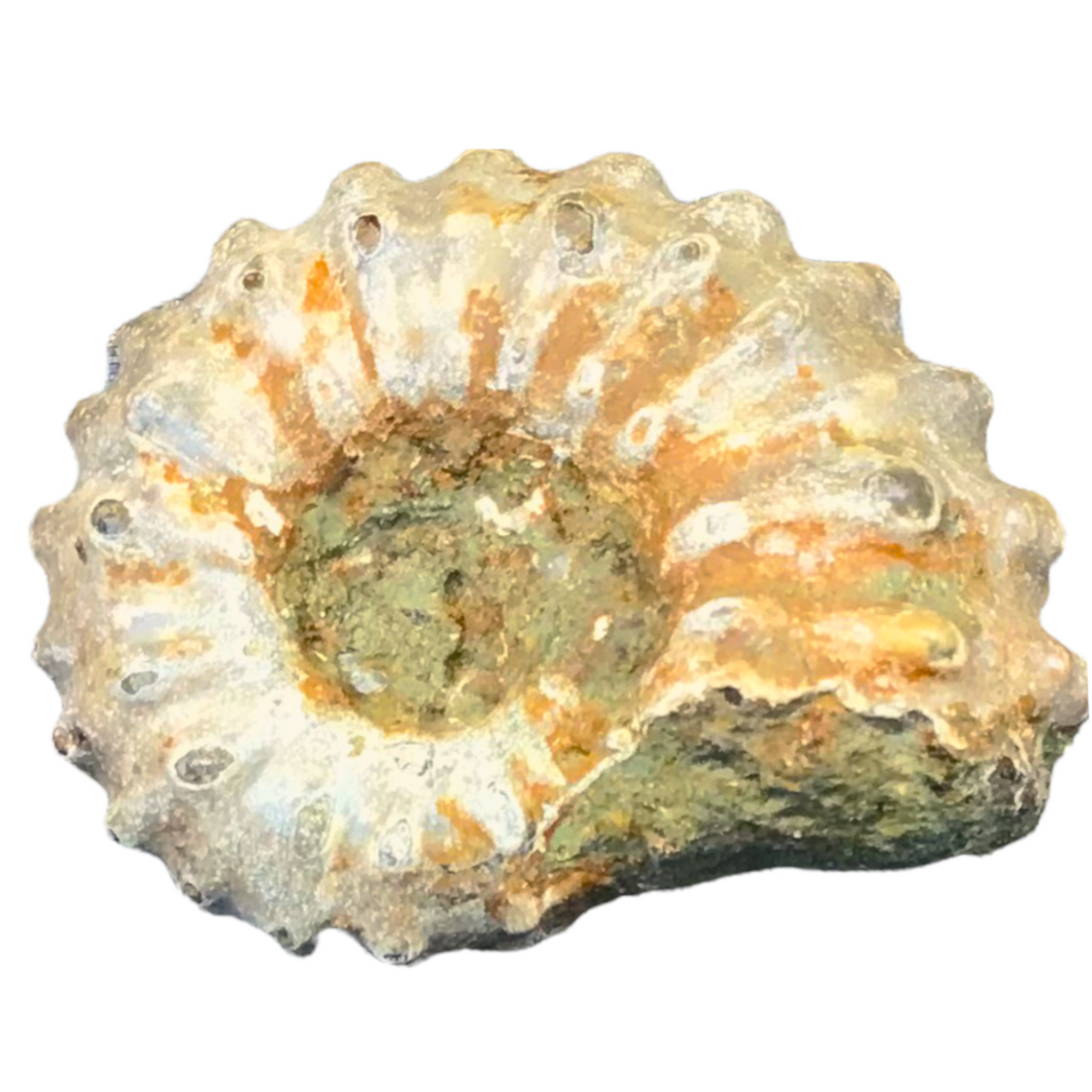 Versteinerte fossile Ammoniten Douvilleiceras mammillatum aus Madagaskar – Jura – 1, 2, 3 oder 5 Stück – einzeln oder als Geschenk im Membranrahmen - AAA-Qualität