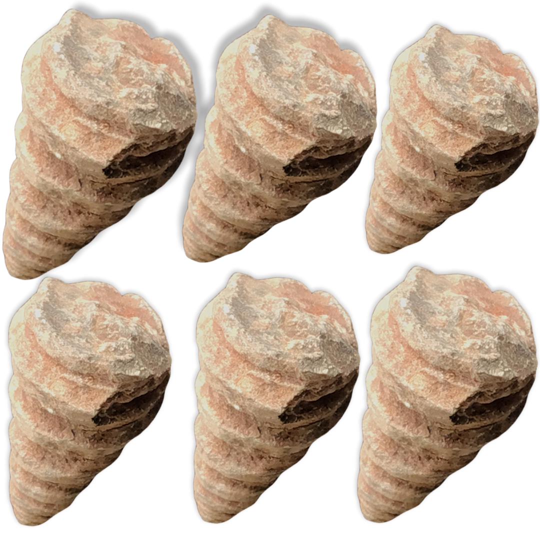 Echte versteinerte fossile Turmschnecken | Top-Qualität | 3 cm | 1-6 Stück