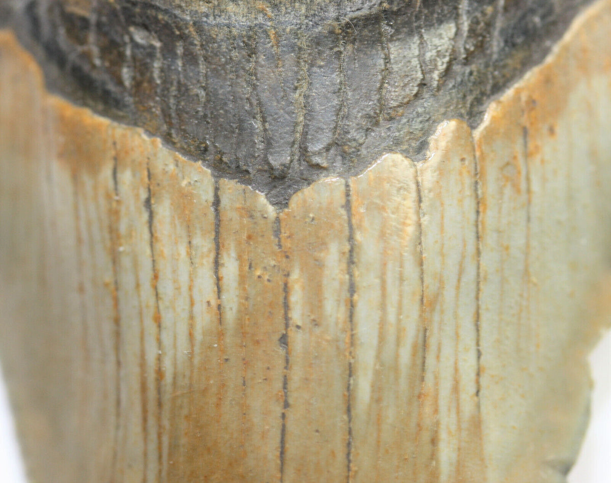 Megalodon Haizahn Fossil aus den USA – 9 cm – 95 g – naturbelassen – Sammlerstück – Unikat Masterpiece 1428