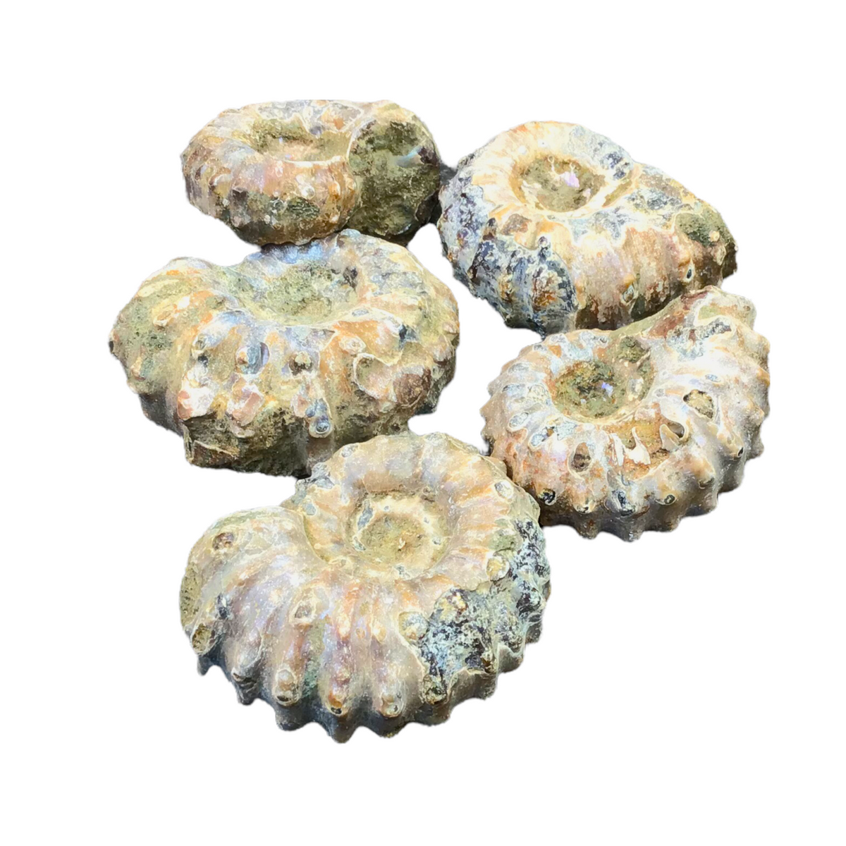 Versteinerte fossile Ammoniten Douvilleiceras mammillatum aus Madagaskar – Jura – 1, 2, 3 oder 5 Stück – einzeln oder als Geschenk im Membranrahmen - AAA-Qualität