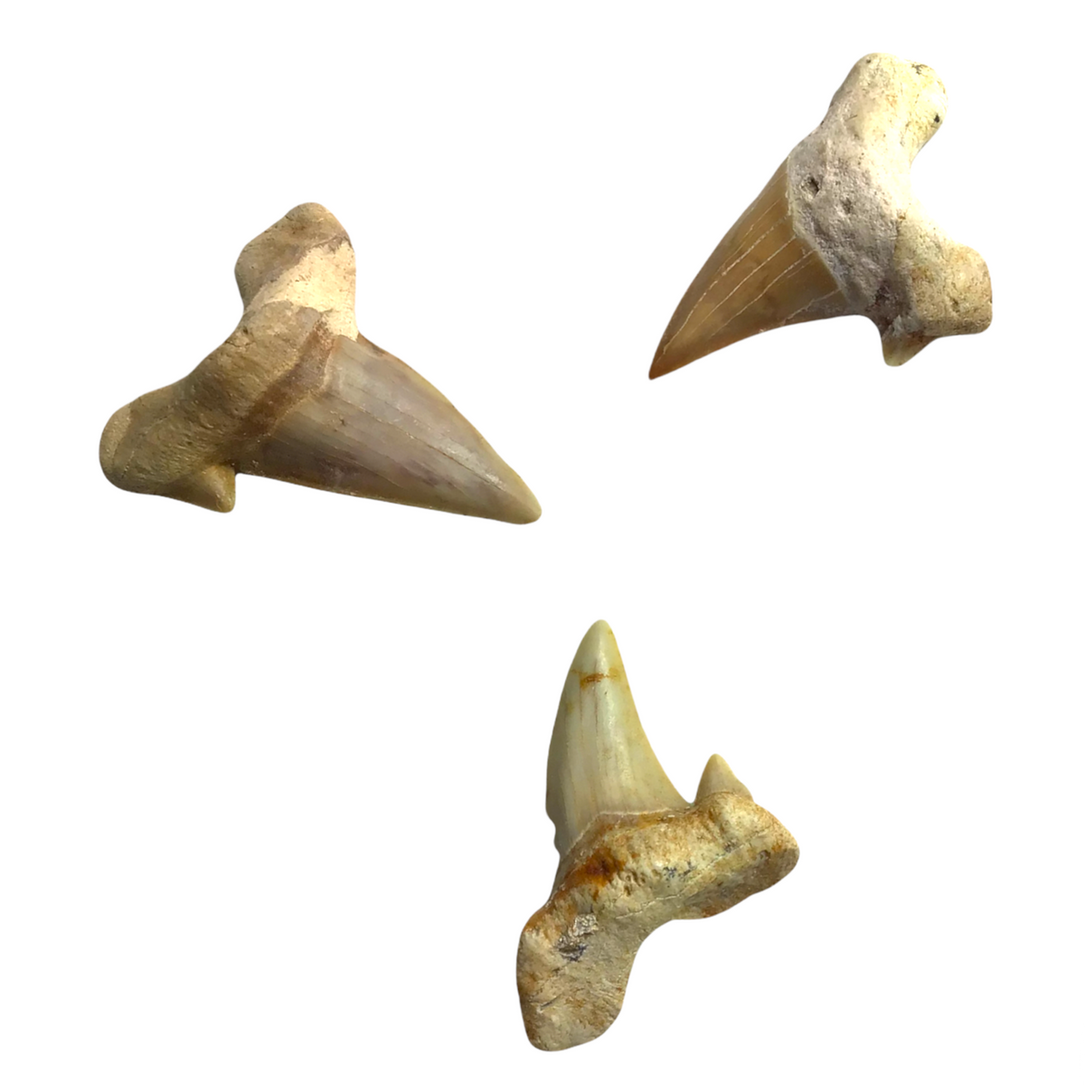 Steinfixx® Exclusiver versteinerter Urzeit Haifischzahn | Fossilien