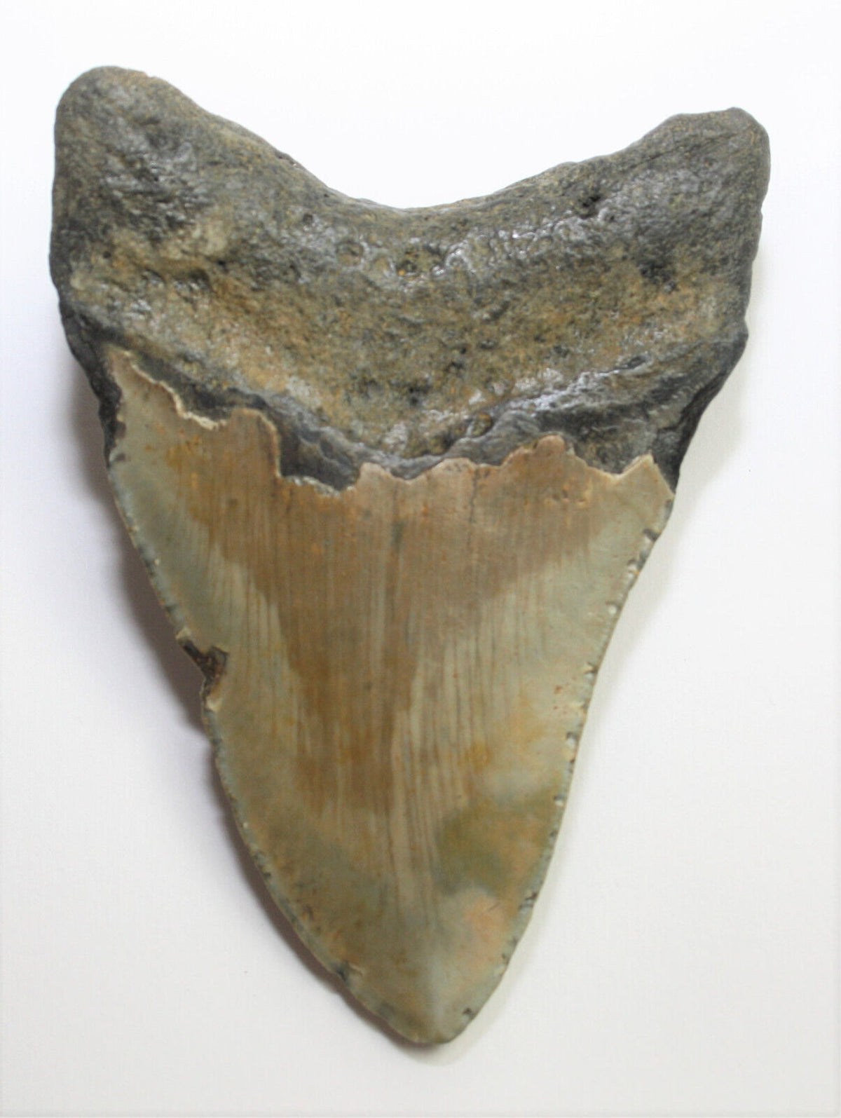 Megalodon Haizahn Fossil aus den USA – 9 cm – 95 g – naturbelassen – Sammlerstück – Unikat Masterpiece 1428