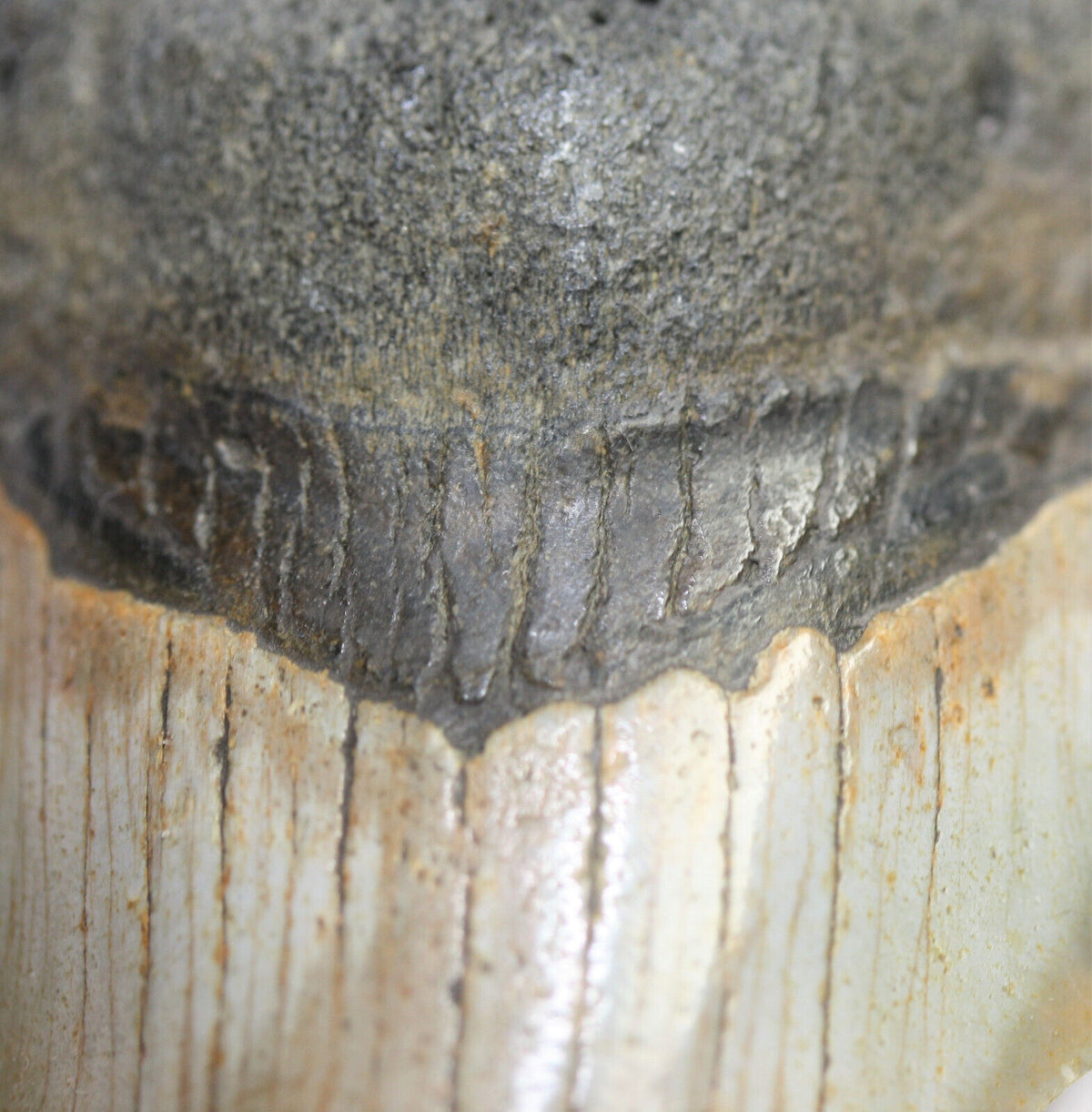 Megalodon Haizahn Fossil aus den USA – 9 cm – 95 g – naturbelassen – Sammlerstück – Unikat Masterpiece 1428