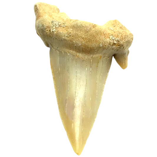 Steinfixx® Exclusiver versteinerter Urzeit Haifischzahn | Fossilien