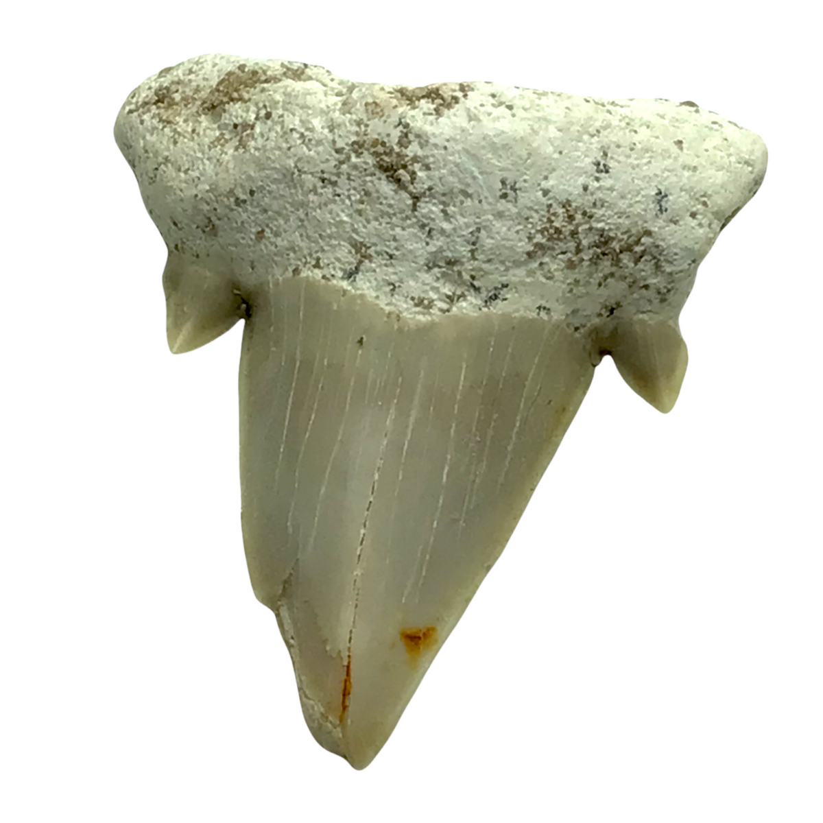 Steinfixx® Exclusiver versteinerter Urzeit Haifischzahn | Fossilien