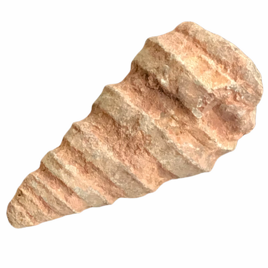 Echte versteinerte fossile Turmschnecken | Top-Qualität | 3 cm | 1-6 Stück